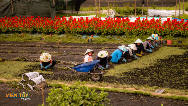 Làng hoa Sa Đéc Đồng Tháp